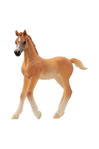 Arabisch veulen Horse Club - Vanaf 5 Jaar