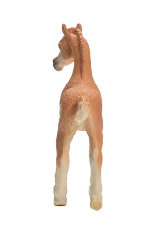 Arabisch veulen Horse Club - Vanaf 5 Jaar