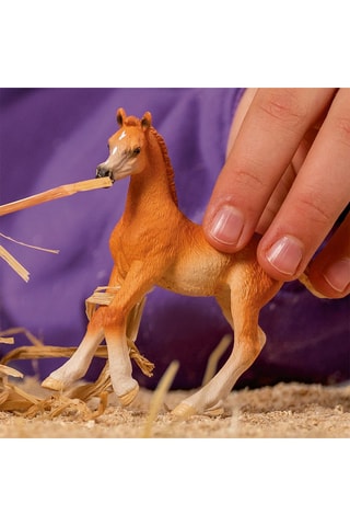 Arabisch veulen Horse Club - Vanaf 5 Jaar