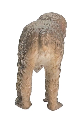 Japanse Makaak Wild Life - Vanaf 3 Jaar