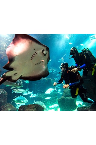 Pack presente Baptismo de mergulho no mar para 1 pessoa - 15 Experiências