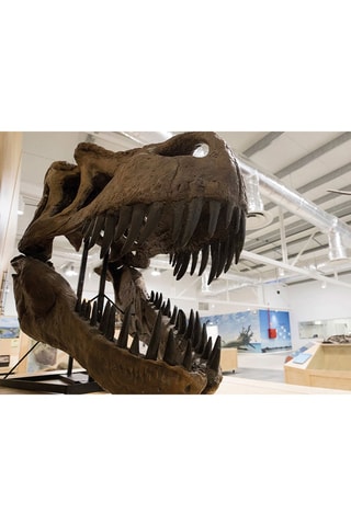 Pack presente Dino Parque