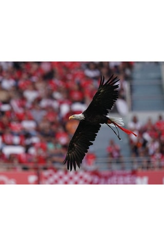 Pack presente Sport Lisboa e Benfica - Tour ao Estádio & Museu + Cachecóis