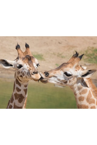 Pack presente Jardim Zoológico de Lisboa