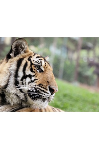 Pack presente Jardim Zoológico de Lisboa