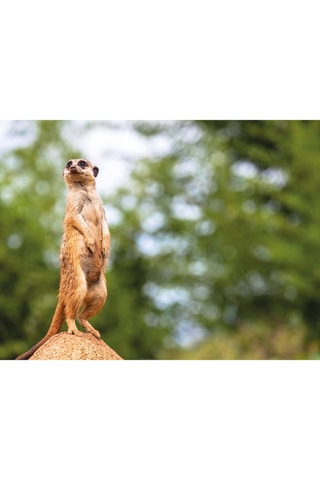 Pack presente Jardim Zoológico de Lisboa