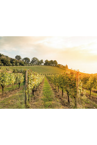 Pack presente Visita e Prova de Vinhos - 170 Experiências