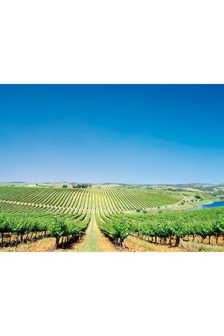 Pack presente Estadia e Descoberta do Vinho - 250 Hotéis ou 170 Experiências