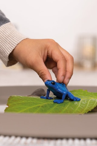 Rana Dendrobate Wild Life - Da 3 anni