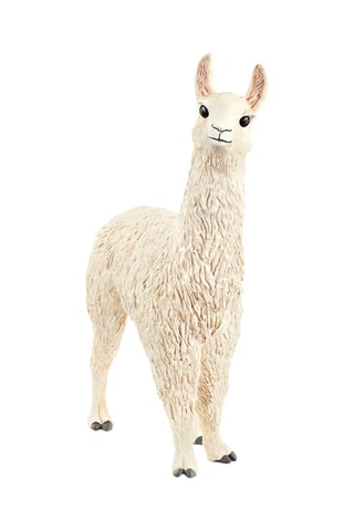 Lama - Da 3 anni