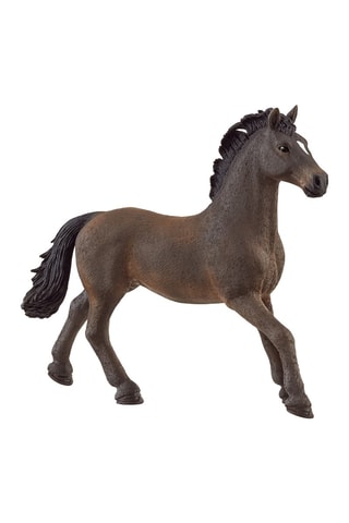 Stallone Oldenbourg - Da 5 anni