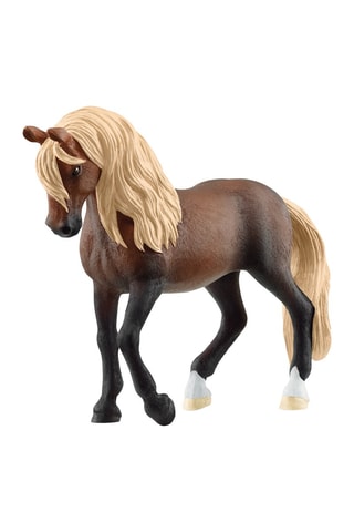 Stallone Paso Peruviano Horse Club - Da 5 anni