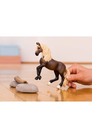 Stallone Paso Peruviano Horse Club - Da 5 anni