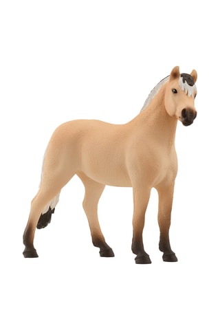 Castrone Fjord Horse Club - Da 5 anni