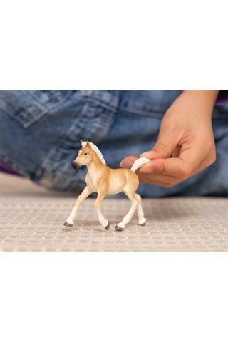 Puledro Haflinger - Da 5 anni