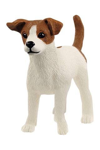 Jack Russell terrier - Da 3 anni