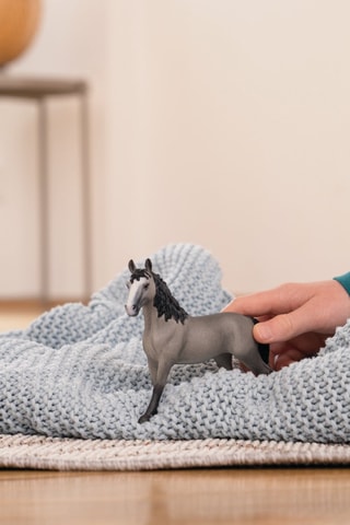 Giumenta Selle Français Horse Club - Da 5 anni