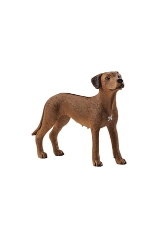2 Rhodesian ridgeback