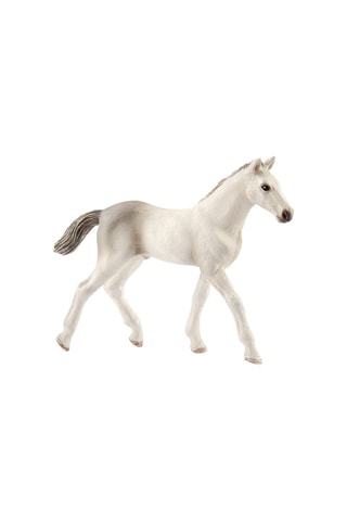 Puledro Holstein Horse Club - Da 3 anni