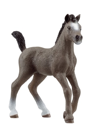 Puledro francese Horse Club - Da 5 anni