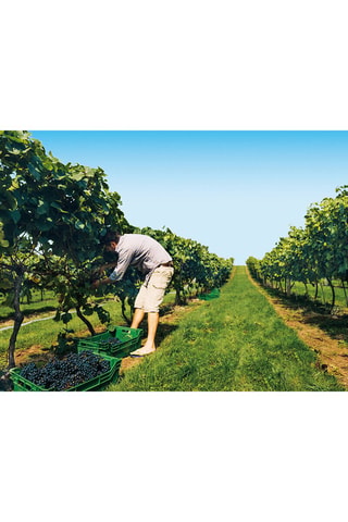 À la découverte de nos vignobles - 1-2 personnes