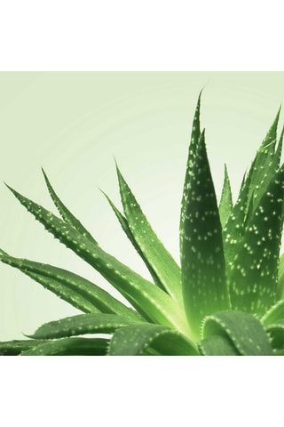 Gel de massage à base d'eau - Aloe Vera - 1 l