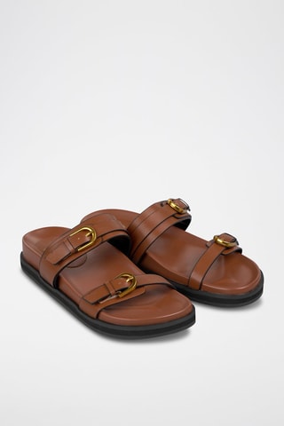 Mules - Camel