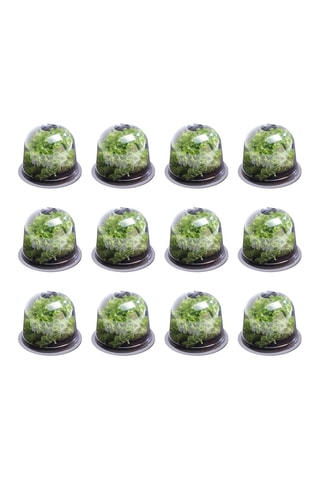 12 proteções para a horta - 25,5 x 20 x 25,5cm