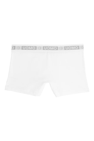 Boxer - Wit
