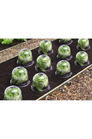 12 cloches à salade - 25,5 x 20 x 25,5 cm