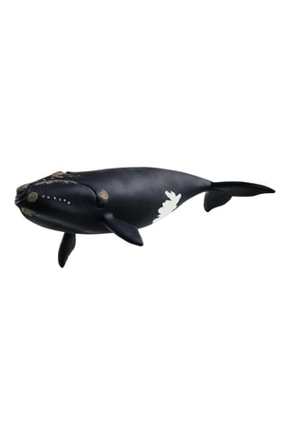 Ballena del Atlántico Wild Life - Desde 3 años