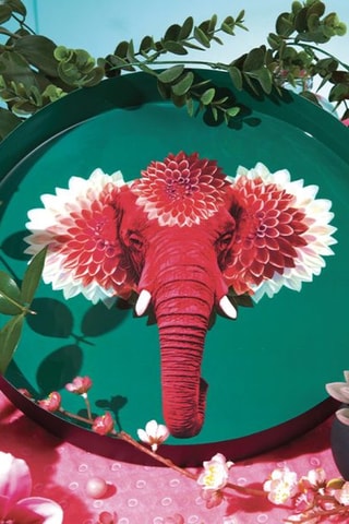 Plateau Pachii - 33 cm