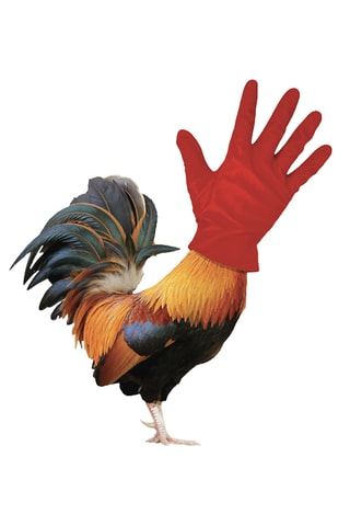 Poster Coqmain - 40 x 50 cm