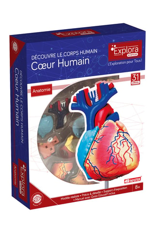 Modèle anatomique du cœur  Dès 8 ans